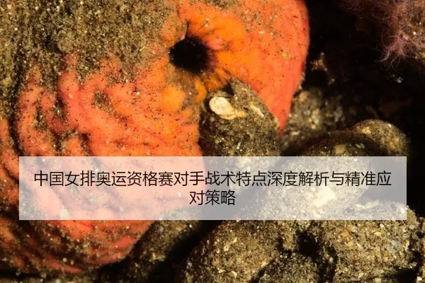 zhong-guo-nv-pai-ao-yun-zi-ge-sai-dui-shou-zhan-shu-te-dian-shen-du-jie-xi-yu-jing-zhun-ying-dui-ce-lve-3-452.jpg